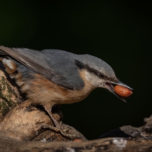 Redwell   02 06 2020   D500   Les 37.jpg